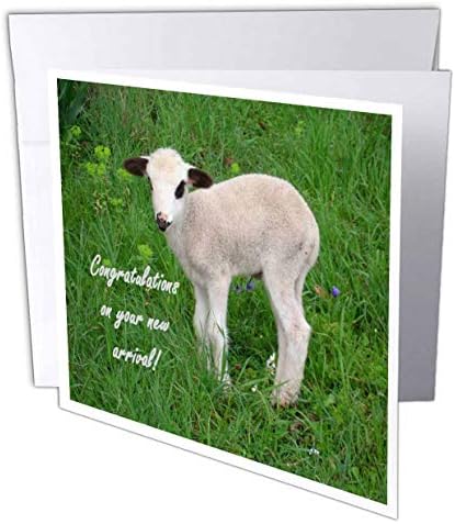 3D Картичка с образа на животни, Овце, Любов, Забавление, Агне, 6 x 6, Набор от 12 (gc_47002_2)