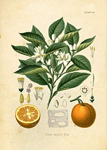 Реколта Ботанически щампи | Стенно изкуство с плодове от Ink Inc. | Интериор за кухня | Лимон, Ябълка, Портокал,